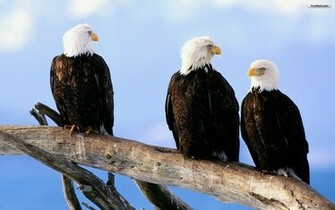 Youwall Eagles Wallpaper Photo