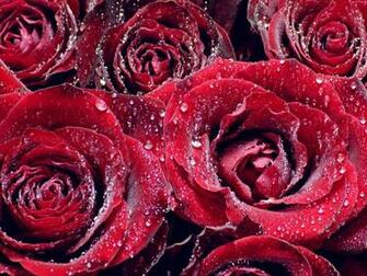 Flowers For Flower Lovers Wallpaper HD Rose Desktop