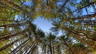 HD Wallpaper 1080p Forest Mobile
