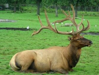 Deer Wallpaper Image And Animals Pictures