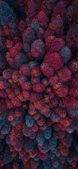 Red Forest Wallpaper