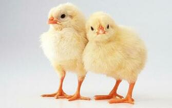 Baby Chick Animals Photo