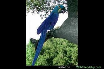 Pin Hyacinth Macaw Wallpaper
