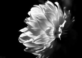 Sunkissed Petals By Lyneve Caedes Desktop Wallpaper