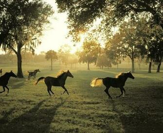 Horse Farm Morning Wall Art Contemporary Wallpaper By Murals