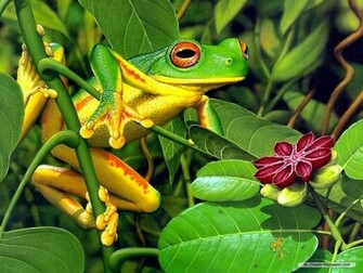Frog Wallpaper Frogs