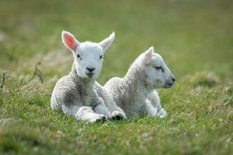 Sheep Image HD Wallpaper And Background Photos