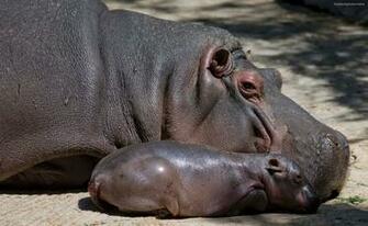 Hippo Baby With Mom