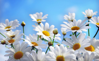 Daisy Flower Wallpaper