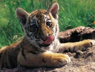 Baby Tiger Screensaver Screensavers