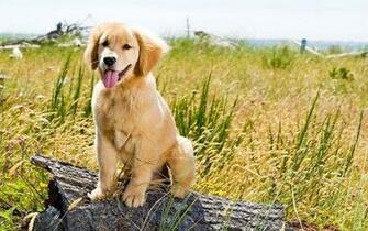 Golden Retriever Puppy Wallpaper Umad