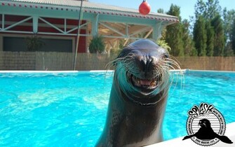 Sea Lion Splash Wallpaper
