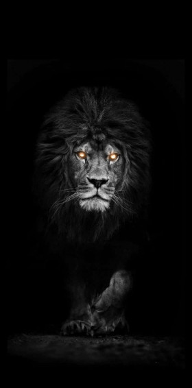 Black And White Lion Wallpaper