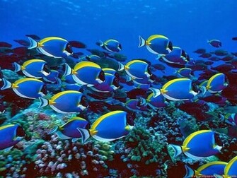 Aquatic Wallpaper Top HD NicewallpaperHD
