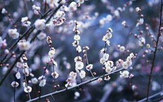 Winter Flowers Wallpaper