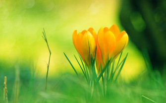 Nature Flowers Wallpaper Image Photos Picture