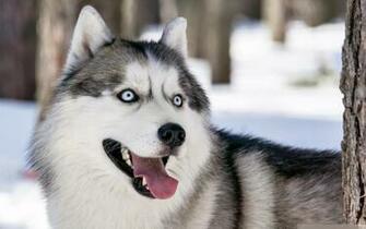 Husky Dog In Winter Forest Wallpaper And Image