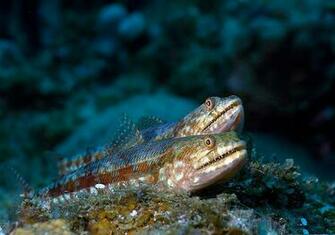 Top Sea Animals Wallpaper In HD