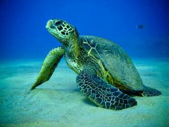 Those Who Read About The Green Turtle Also Liked Great Kruger