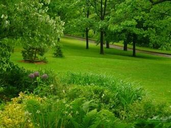 Green Image Forest HD Wallpaper And Background Photos