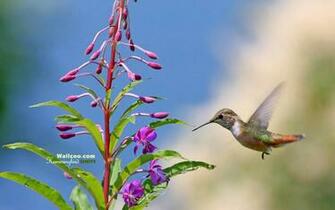 Hummingbirds Wallpaper