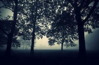 Tree Fog Darkness Night Twilight Nature Mysticism Forest Wallpaper