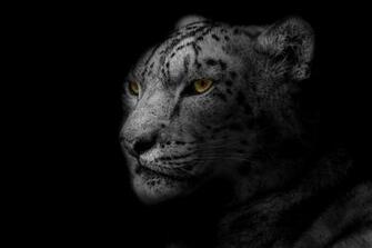 Papel Tapiz De Leopardo Hocico Depredador Gato Grande Manchado