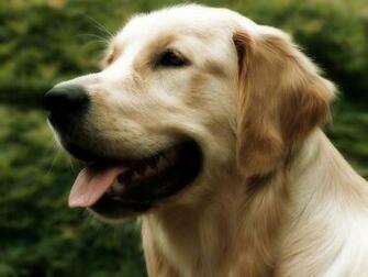 Wallpaper Animals Yellow Lab