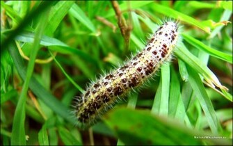 Wallpaper Caterpillar Background