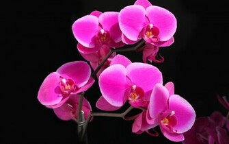 Pink Wallpaper Web Black With Flowers