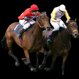 Horse Wallpaper For Deskltop Top Racing Black