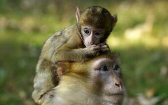 Monkey Baby Wallpaper