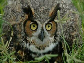 Hoot Owl Wallpaper
