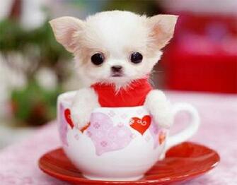 Very Cute Little Puppy Pixdaus