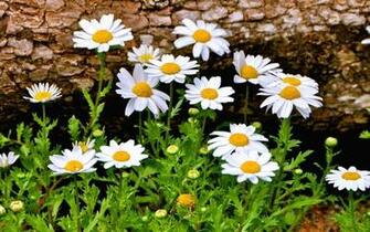 Daisies Daisy Flowers Wallpaper
