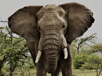 4k Elephant Wallpaper