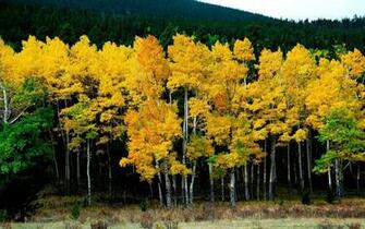 Amazing Natural Wonders