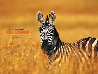 Zebra Wallpaper Desktop