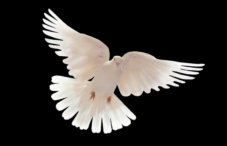 Dove Wallpaper HD High Definition For Desktop