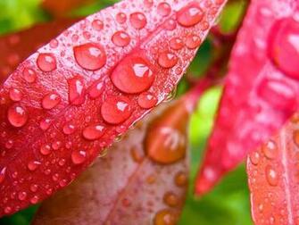 Water Drops On Leaves Wallpaper HD