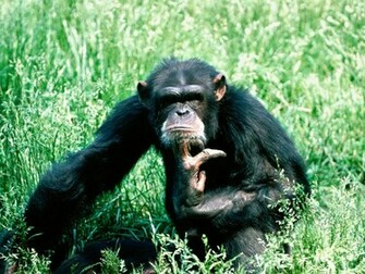 Chimpanzee Wallpaper