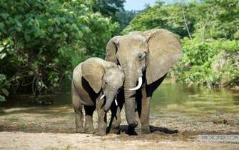 Wild Animals Wallpaper Forest