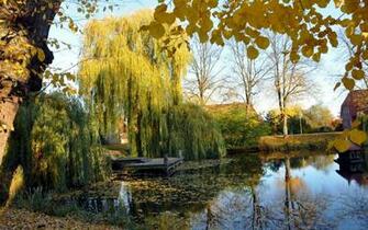 Weeping Willow Tree Wallpaper Ing Gallery