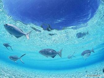 Nature Wallpaper Clear Water And Blue Sky