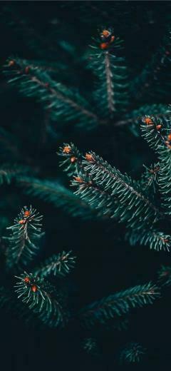 Serbia iPhone X Wallpaper Potential Tree