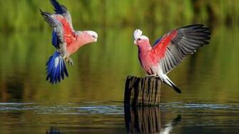 Parrot Wallpaper 3d HD Picture Design