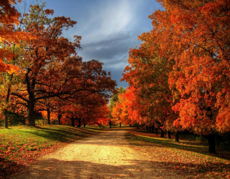 Most Beautiful Image Of Autumn Leaves For You Wallpaper
