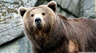 Grizzly Bear Wallpaper