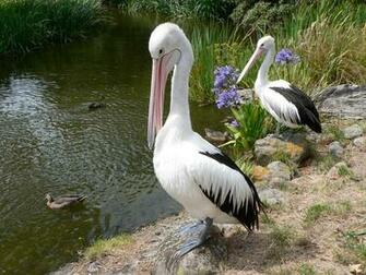 Pelicans