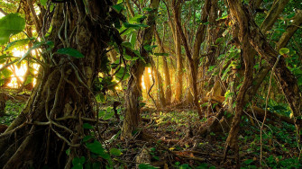 Jungle Wallpaper HD